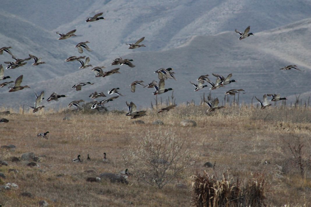 Birds